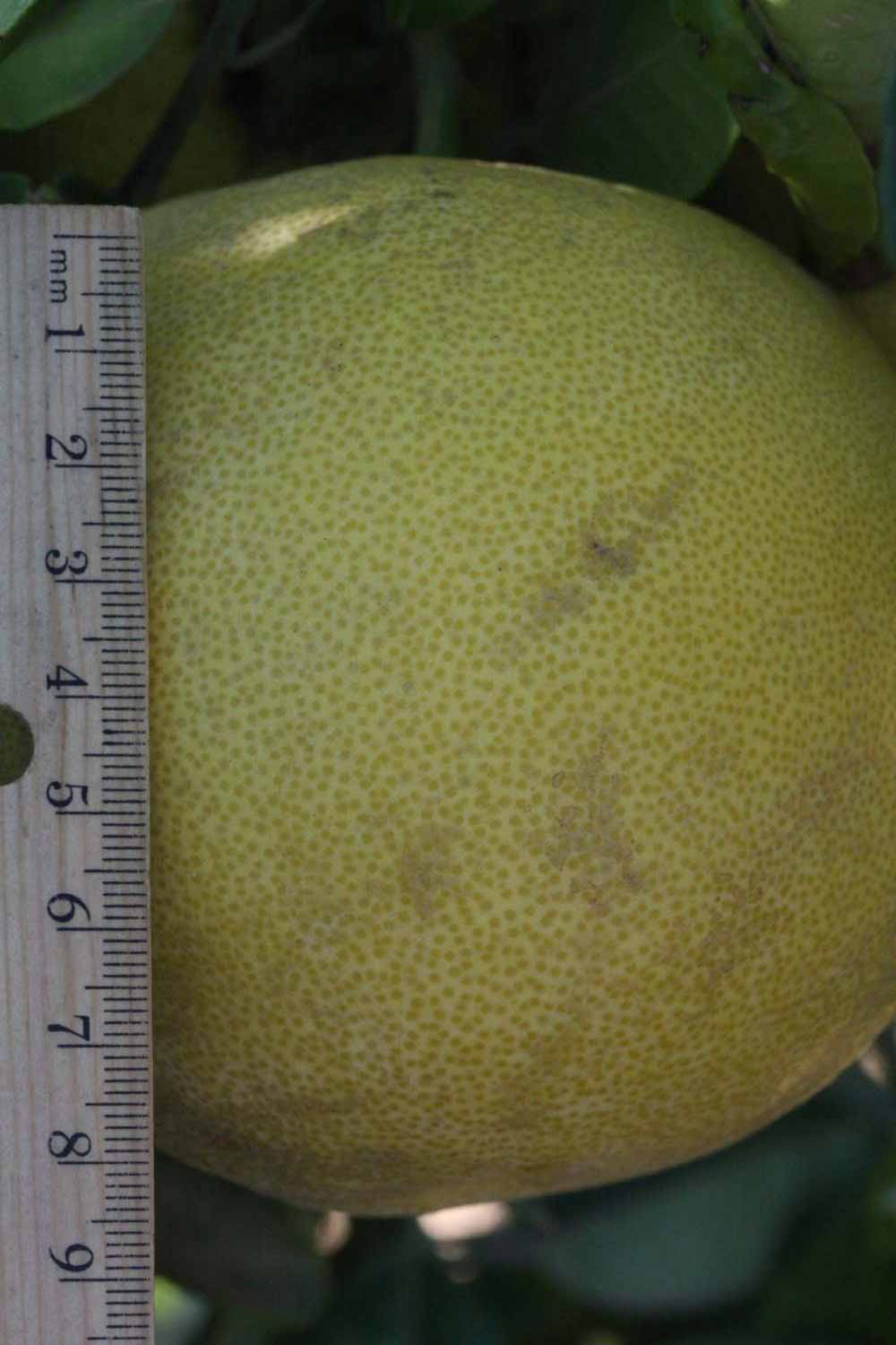              Fruit (Riverside, CA)       